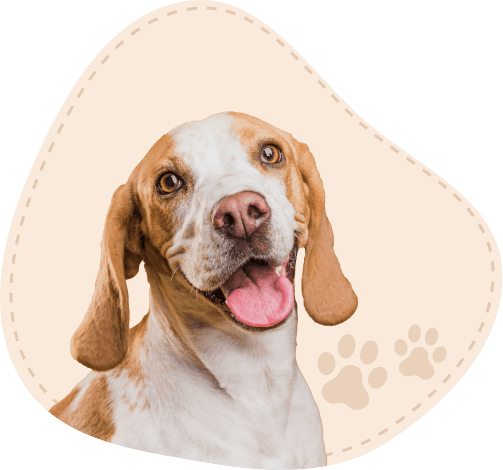 Kedi ve köpek illüstrasyonu